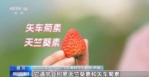 国产视频草莓,甜蜜滋味，映照时代光影